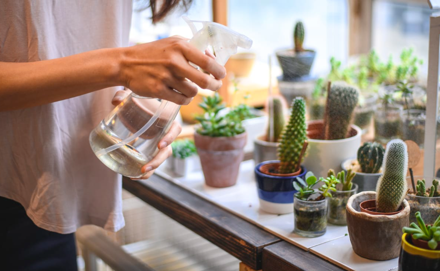 todayplants com